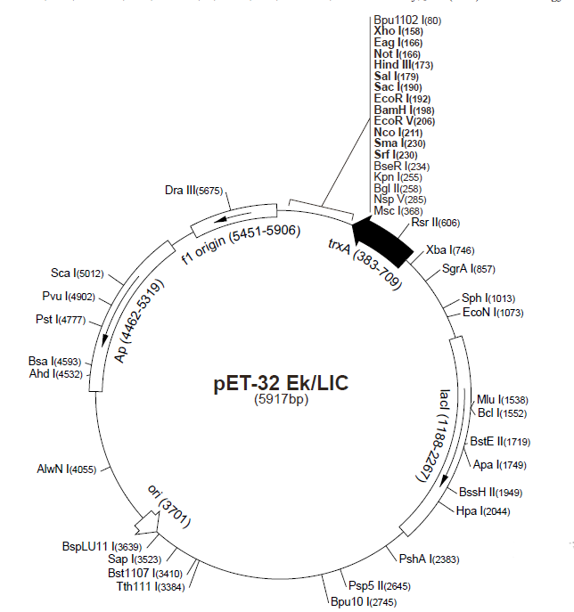 pET-32 EK/LIC 质粒图谱