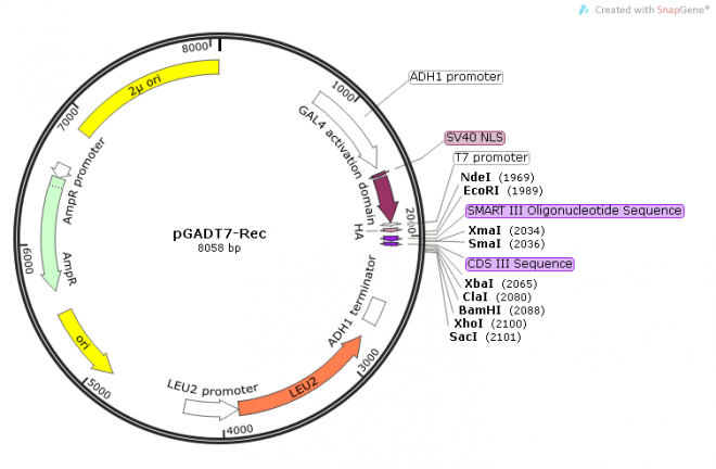 pGADT7-Rec质粒图谱