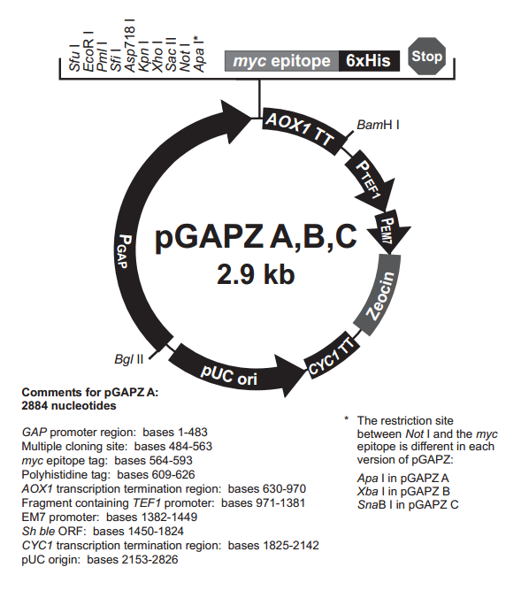pGAPZ A 质粒图谱