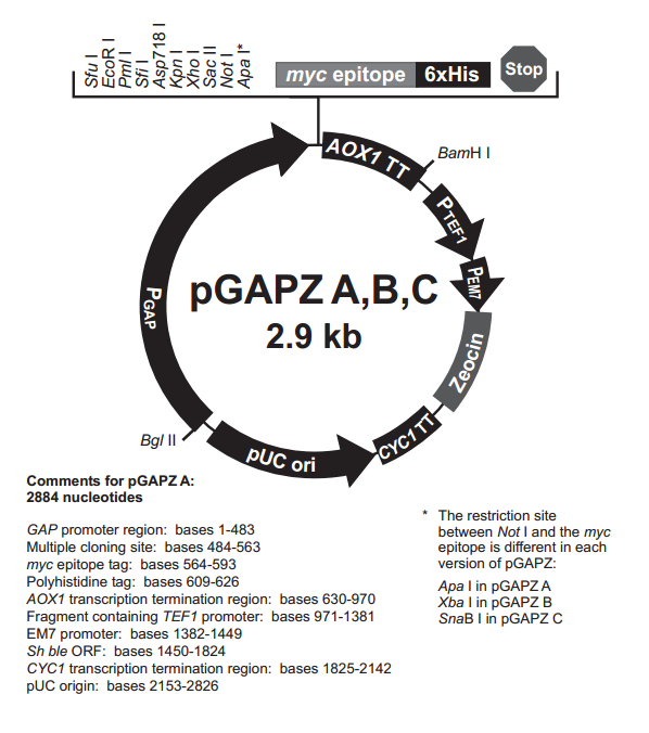 pGAPZ B 质粒图谱