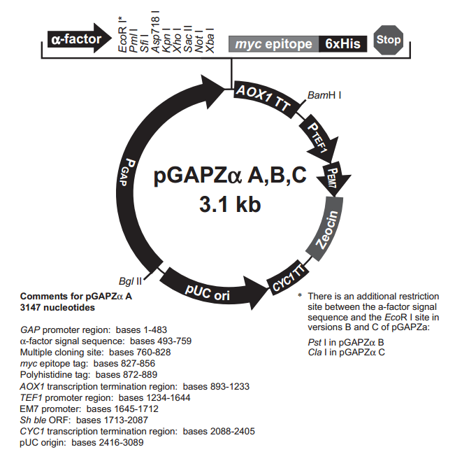 pGAPZα A质粒图谱