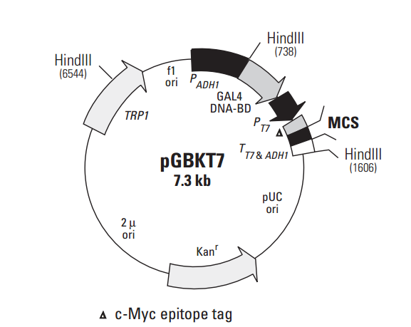 pGBKT7 质粒图谱