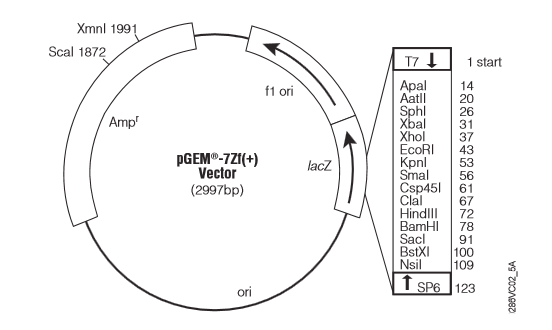 pEGM-7ZF(+)质粒图谱