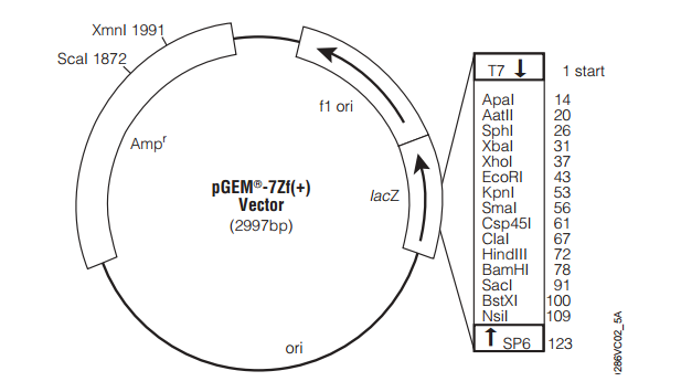 pGEM-7Zf(+)質(zhì)粒圖譜