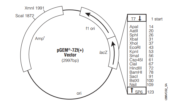 pGEM-7Zf(+)质粒图谱