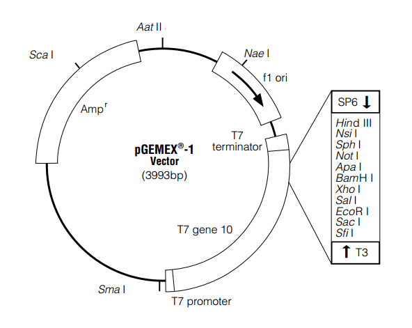 pGEMEX-1质粒图谱