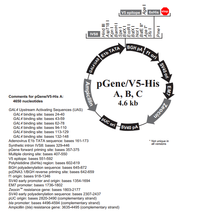 pGene/v5-His B 质粒图谱
