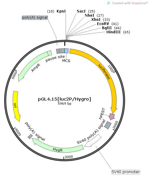 pGL4.15[luc2P/Hygro]质粒图谱
