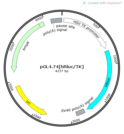 pGL4.74[hRluc/TK]质粒图谱