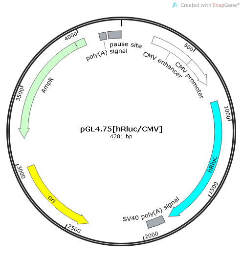 pGL4.75[hRluc/CMV]质粒图谱