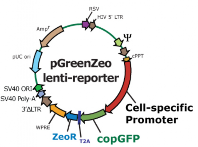 pGreenZeo lenti reporter质粒图谱