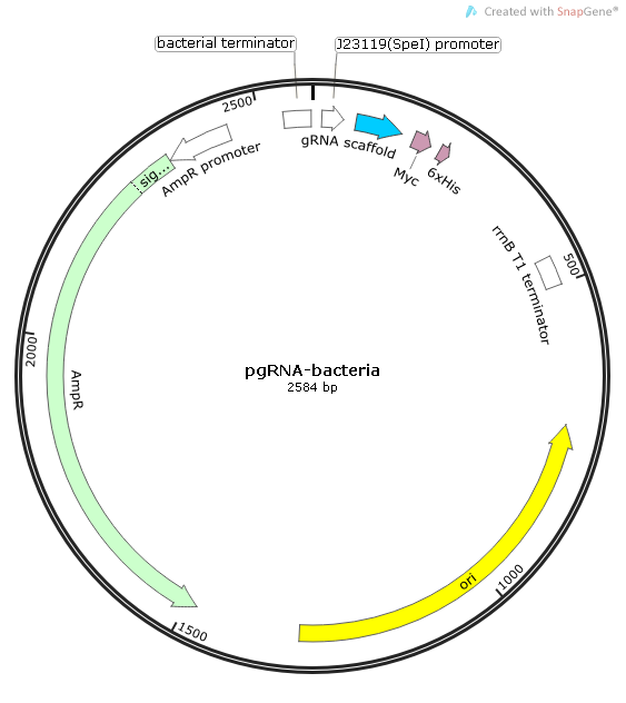 pgRNA-bacteria质粒图谱
