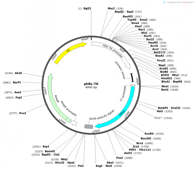 phRL-TK 质粒图谱