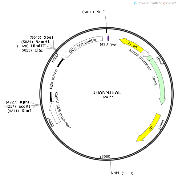 pHANNIBAL质粒图谱