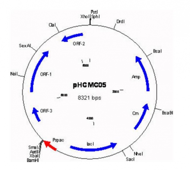 pHCMC05质粒图谱
