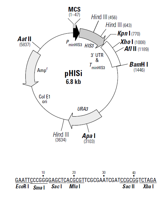 pHISi质粒图谱