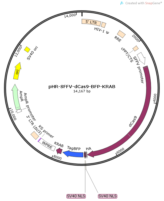 pHR-SFFV-dcas9-BFP-KRAB质粒图谱