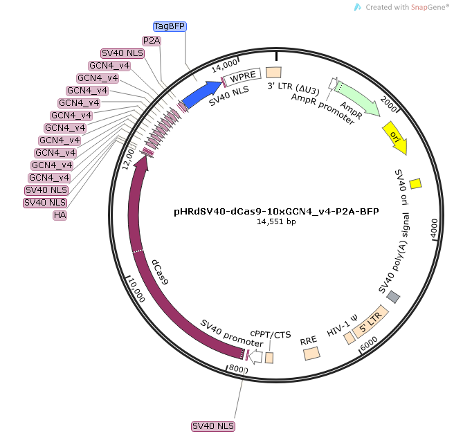 pHRdSV40-dCas9-10xGCN4_v4-P2A-BFP质粒图谱