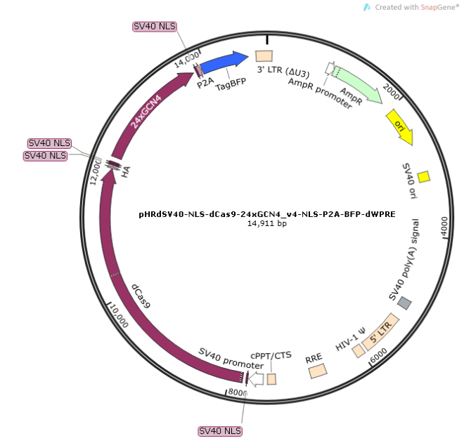 pHRdSV40-NLS-dCas9-24xGCN4_v4-NLS-P2A-BFP-dWPRE质粒图谱