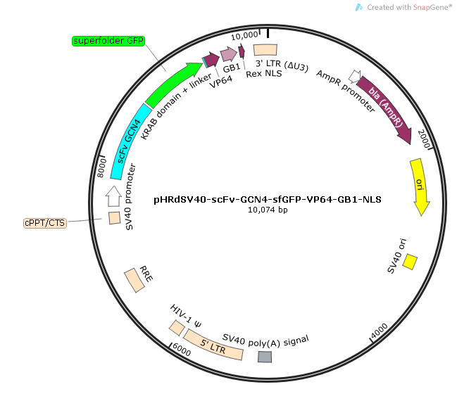 pHRdSV40-scFv-GCN4-sfGFP-VP64-GB1-NLS