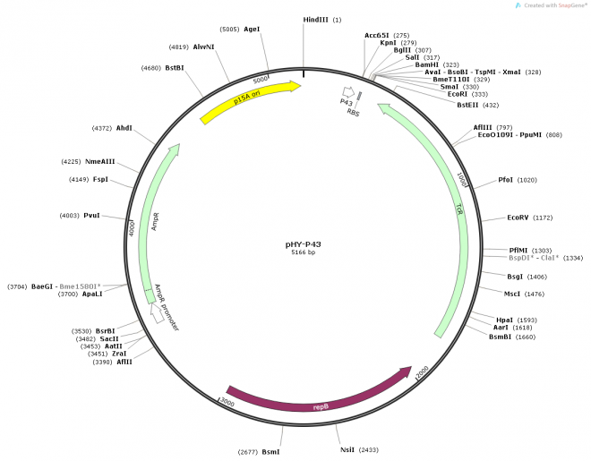 pHY-P43质粒图谱
