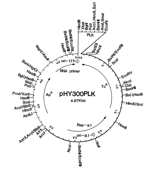 pHY300PLK质粒图谱