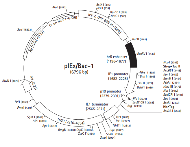 pIEX/Bac-1质粒图谱