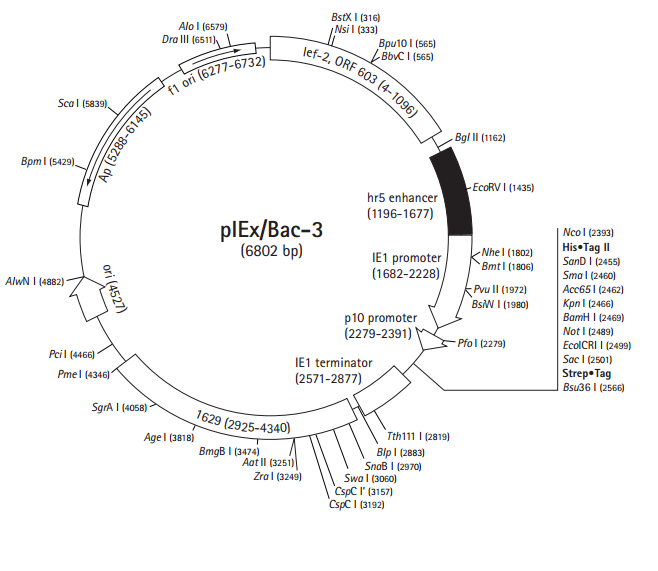 pIEX/Bac-3质粒图谱