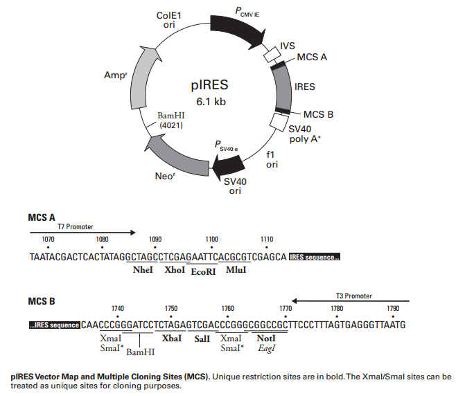 pIRES质粒图谱