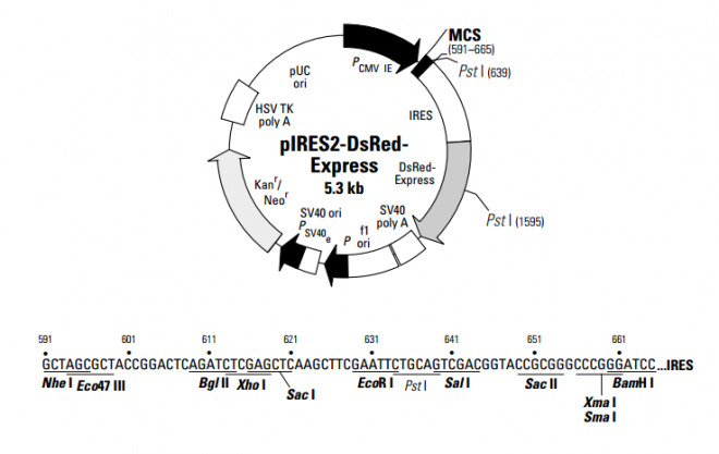 pIRES2-DsRed-Express质粒图谱