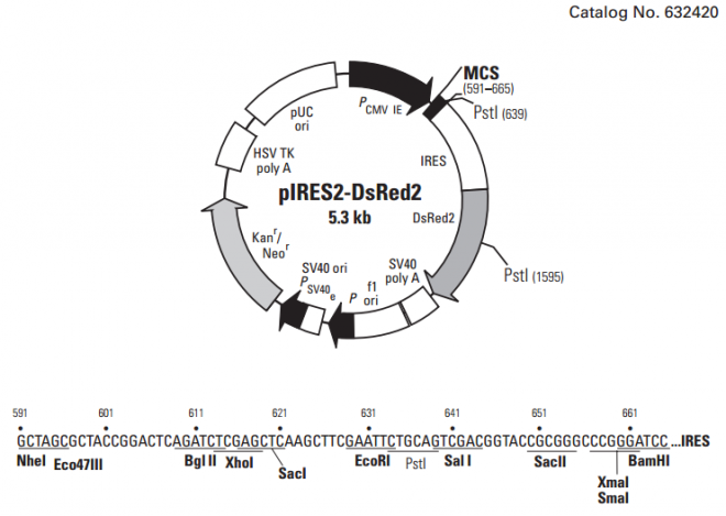 pIRES2-DsRed2质粒图谱