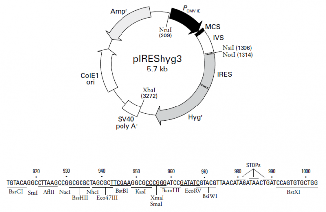 pIREShyg3 质粒图谱