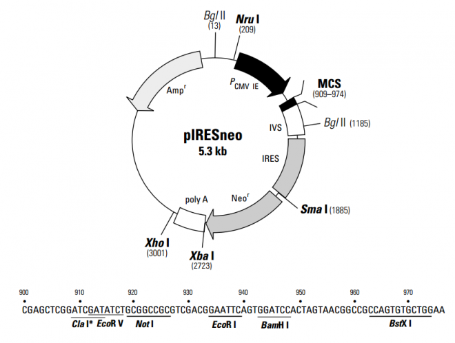 pIRESneo 质粒图谱