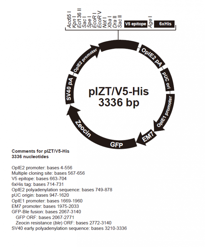 pIZTV5-His 质粒图谱