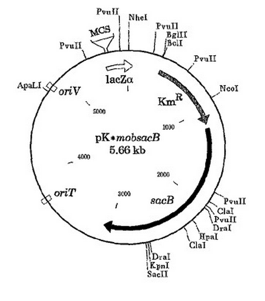 pK18mobSacB质粒图谱