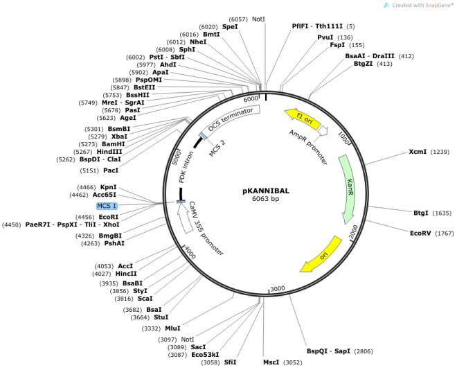 pKANNIBAL质粒图谱
