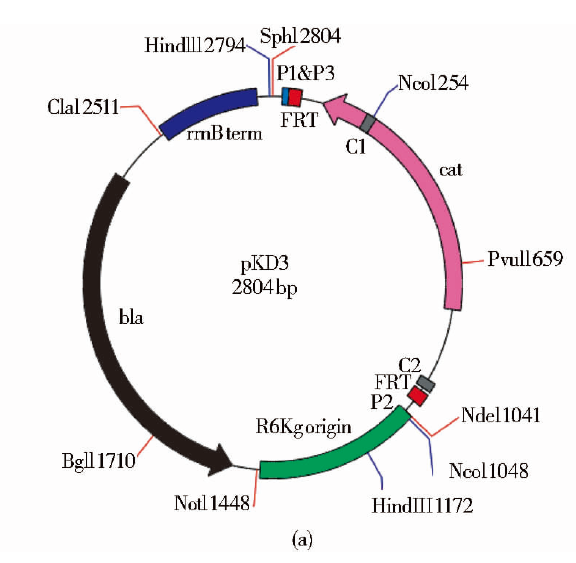 pKD3质粒图谱