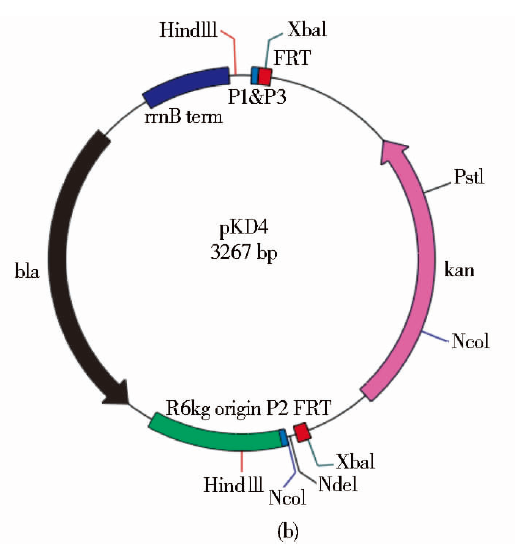 pKD4质粒图谱