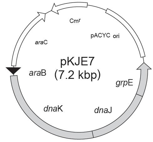 pKJE7质粒图谱