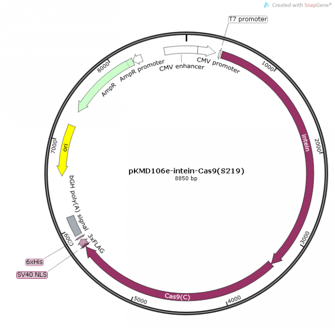 pKMD106e - intein-Cas9(S219)质粒图谱