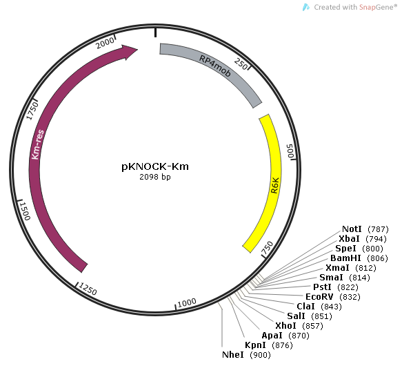 pKNOCK-Km质粒图谱