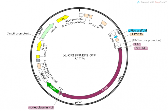 pL-CRISPR.EFS.GFP质粒图谱