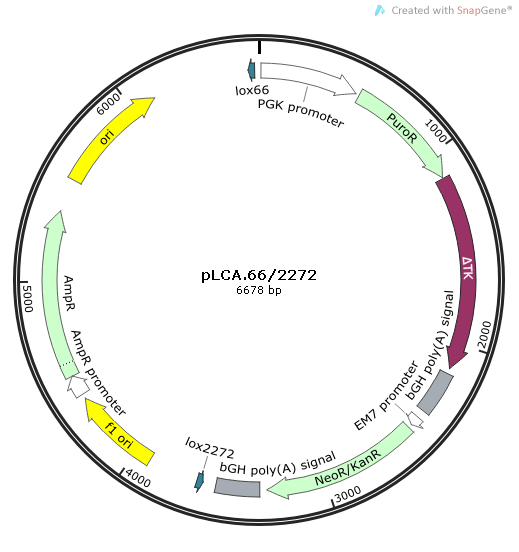 pLCA.66/2272质粒图谱