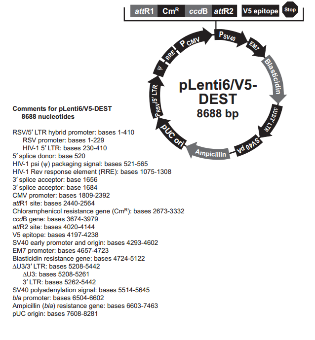 pLenti6/V5-DEST 质粒图谱