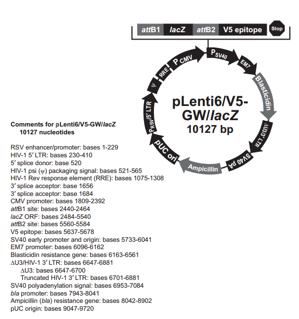 pLenti6/V5-GW/lacZ ͼ