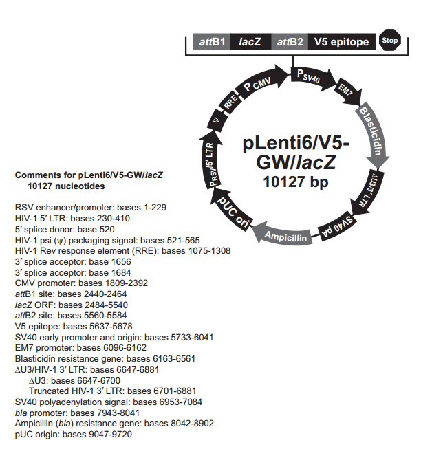 pLenti6/V5-GW/lacZ 质粒图谱