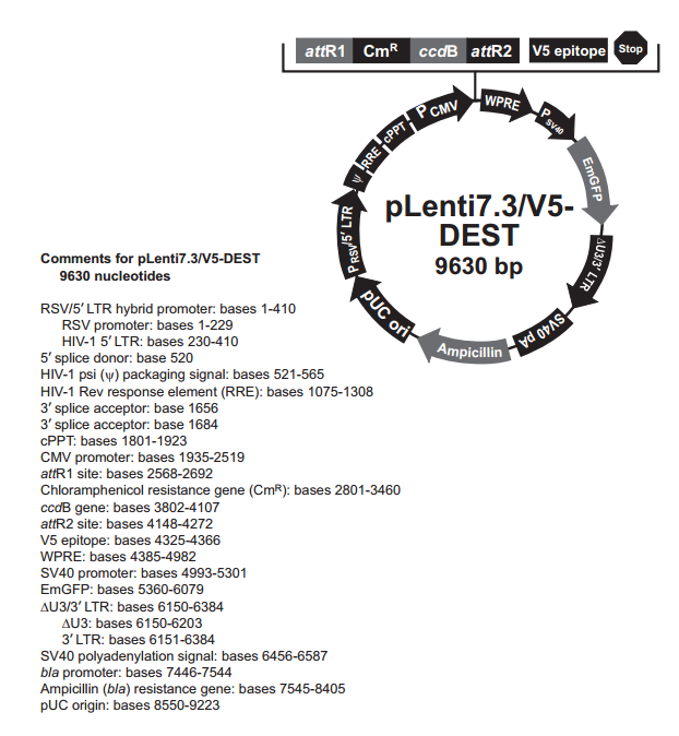 pLenti7.3/V5-DEST 质粒图谱