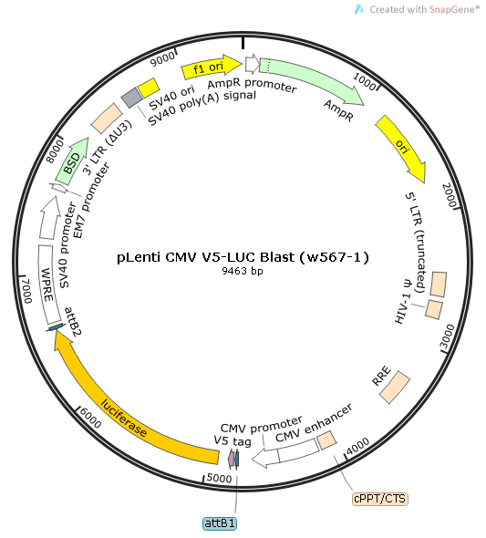 pLenti CMV V5-LUC Blast (w567-1)质粒图谱
