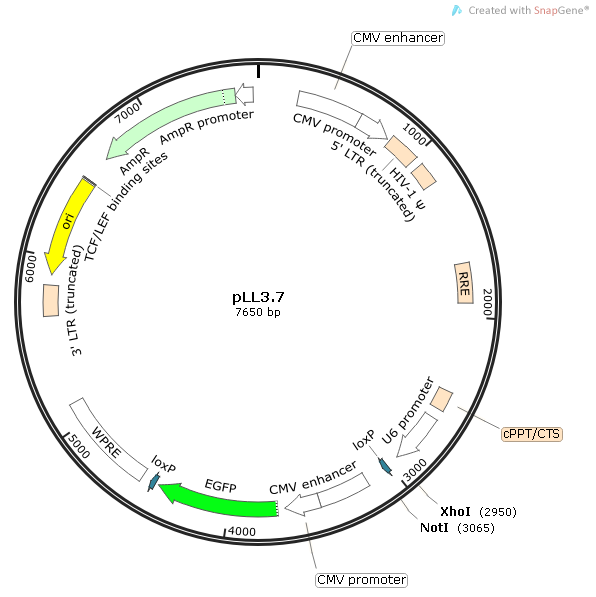 pLL3.7质粒图谱