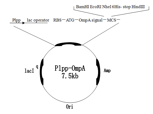 pLLP-ompA质粒图谱